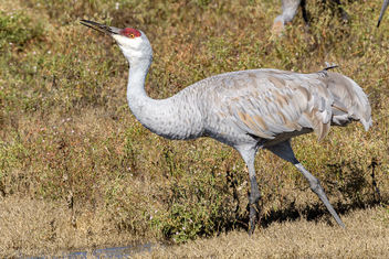 Sandhill Crane - Kostenloses image #464865